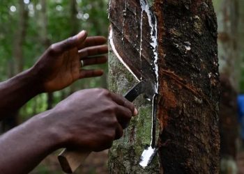 La Côte d’Ivoire devient le quatrième producteur mondial de latex
