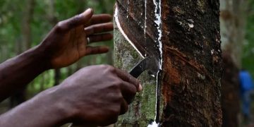 La Côte d’Ivoire devient le quatrième producteur mondial de latex