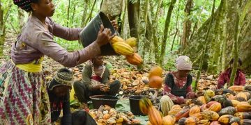 Côte d’Ivoire : Nestlé va donner une prime aux planteurs de cacao qui scolarisent leurs enfants