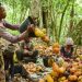 Côte d’Ivoire : Nestlé va donner une prime aux planteurs de cacao qui scolarisent leurs enfants