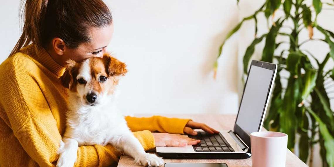 Bientôt un vaccin pour les personnes allergiques aux chiens ?