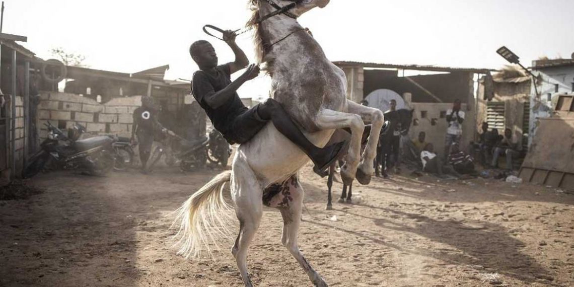 Le cheval occupe depuis des siècles une place centrale dans la culture du Burkina Faso