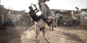 Le cheval occupe depuis des siècles une place centrale dans la culture du Burkina Faso
