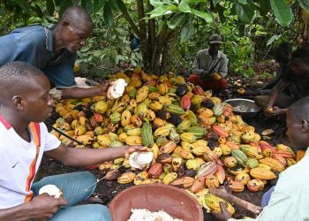 La signature d’un accord pour garantir un meilleur revenu aux planteurs de cacao en bonne voie