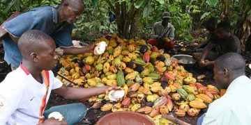 La signature d&rsquo;un accord pour garantir un meilleur revenu aux planteurs de cacao en bonne voie