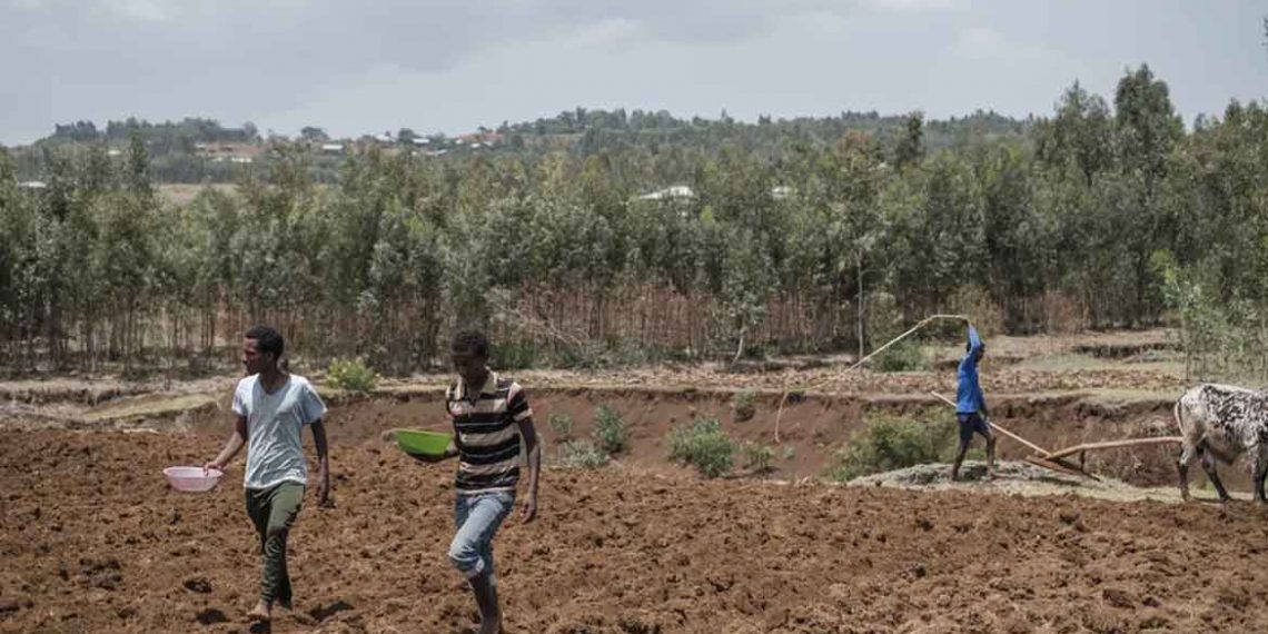 Afrique : l’expansion très rapide des surfaces cultivées menace les forêts et la biodiversité