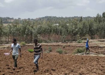 Afrique : l’expansion très rapide des surfaces cultivées menace les forêts et la biodiversité