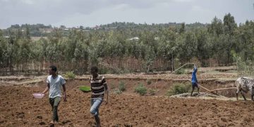 Afrique : l’expansion très rapide des surfaces cultivées menace les forêts et la biodiversité