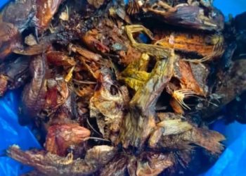 District autonome des Montagnes :  :Pollution au cyanure du fleuve Cavally, 50 personnes intoxiquées