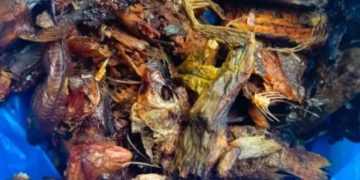 District autonome des Montagnes :  :Pollution au cyanure du fleuve Cavally, 50 personnes intoxiquées