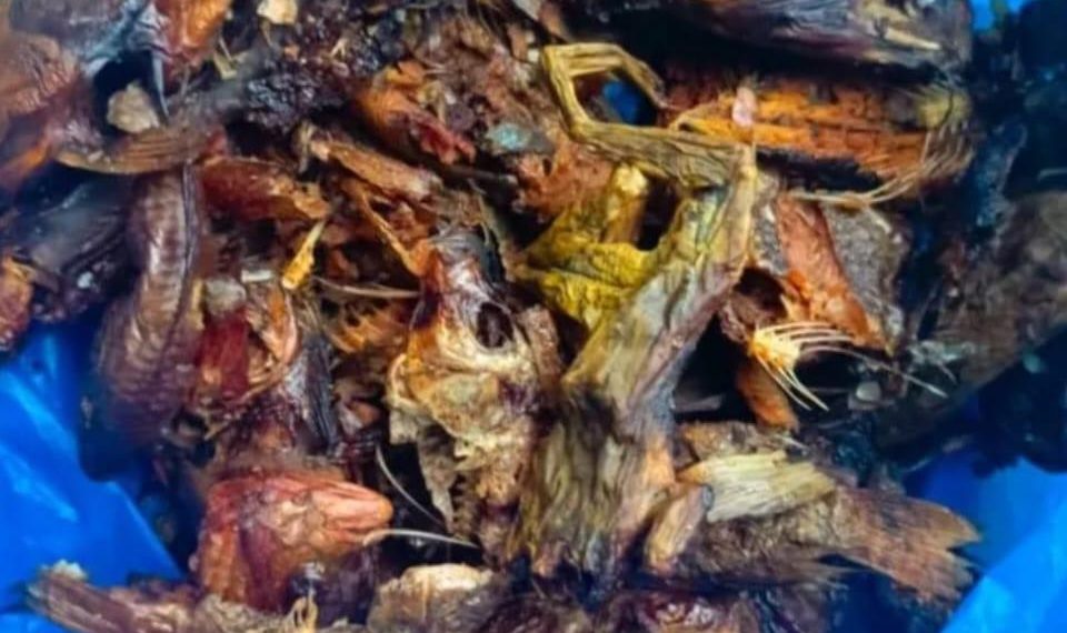 District autonome des Montagnes :  :Pollution au cyanure du fleuve Cavally, 50 personnes intoxiquées