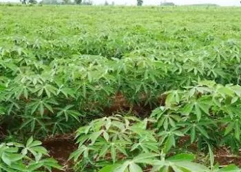 Duékoué : 1ère édition du festival DÉHYO:  Les différentes vertus du manioc vantées le samedi prochain