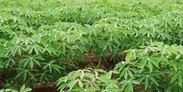 Duékoué : 1ère édition du festival DÉHYO:  Les différentes vertus du manioc vantées le samedi prochain