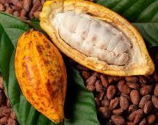 Augmentation de 62,58% du prix du cacao au Ghana: Nouvelle pression monstre sur ADO