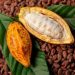 Augmentation de 62,58% du prix du cacao au Ghana: Nouvelle pression monstre sur ADO